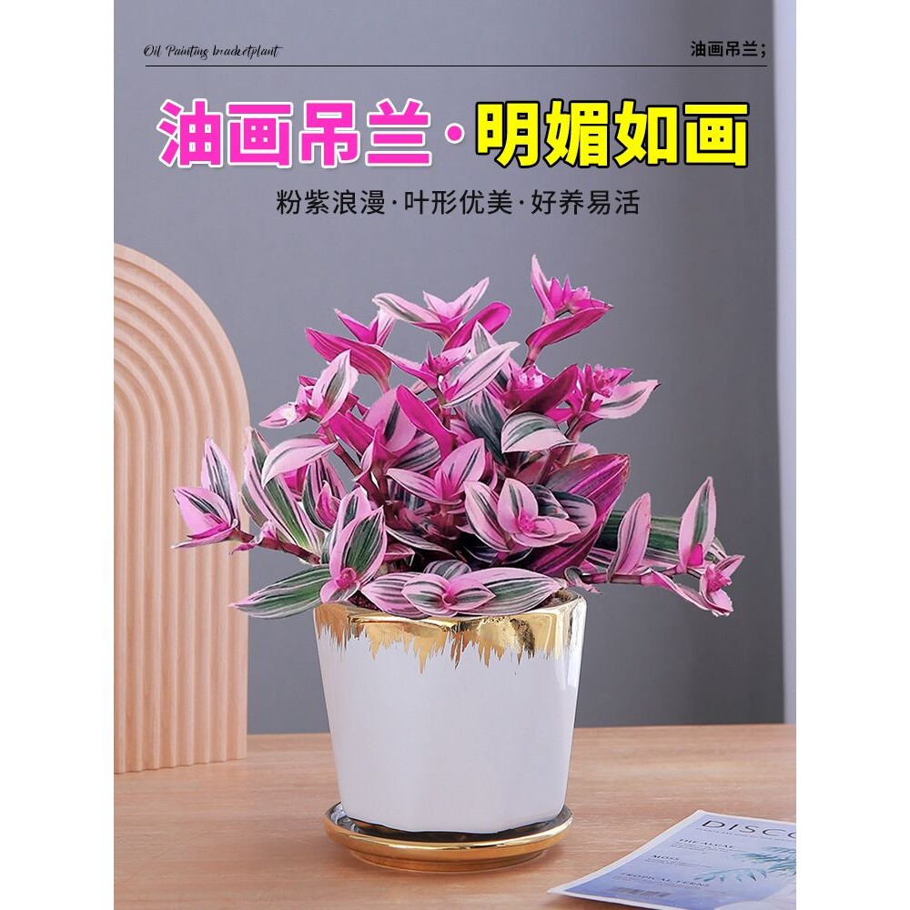 油画婚礼吊兰垂吊植物花卉植物室内花盆栽多肉水培绿植阳台紫