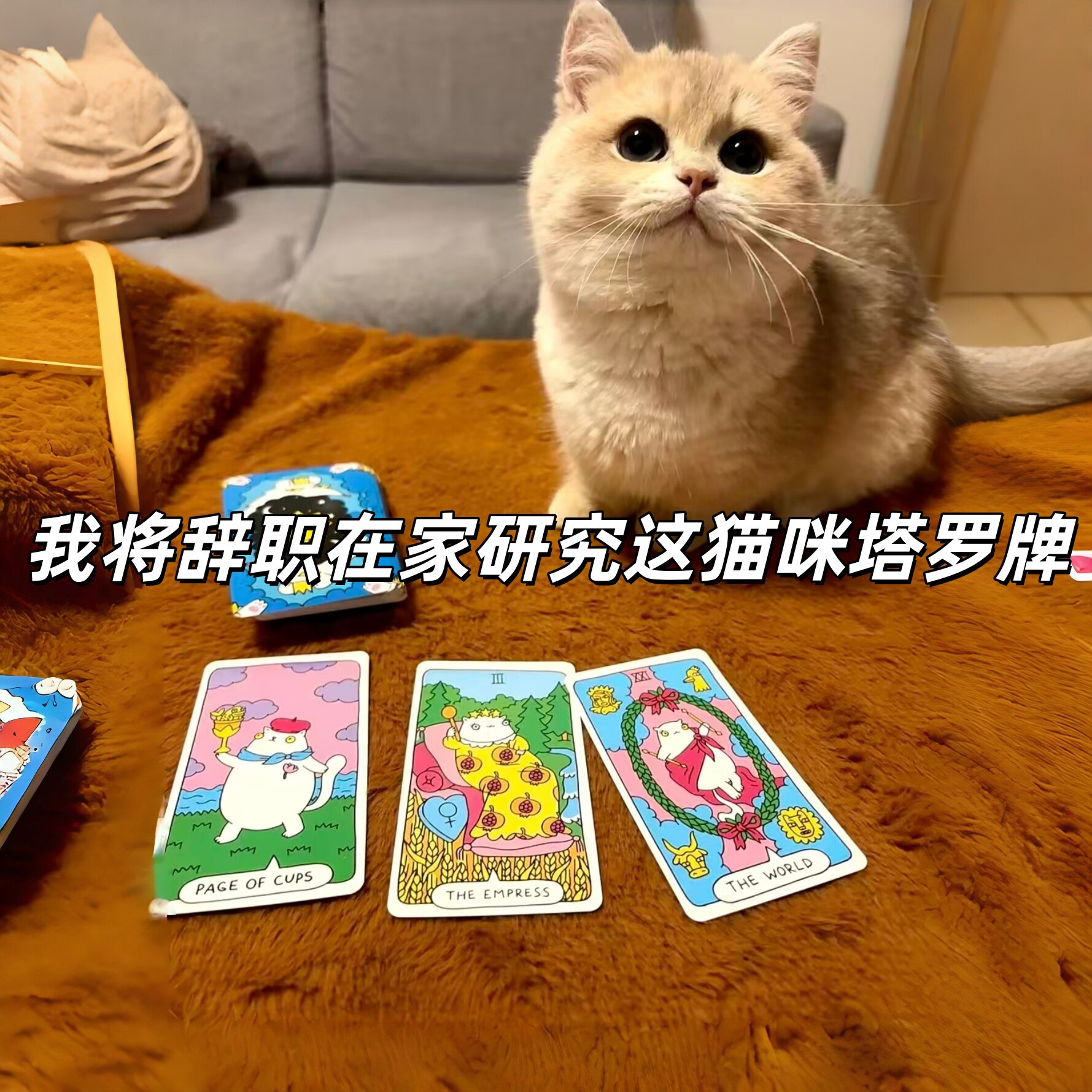 猫咪塔罗牌学习塔牌精美创意高颜值朋友线下团建创意桌游游戏聚会图片