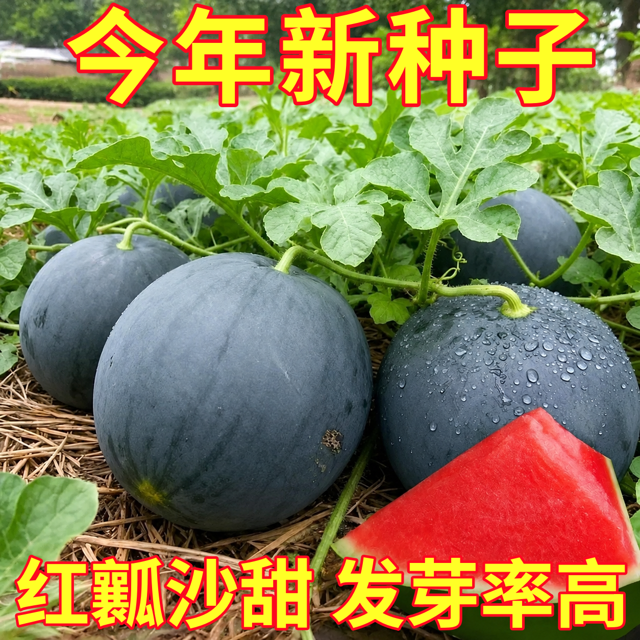 黑皮西瓜秧苗懒汉超甜黑霸春秋西瓜种子高产甜有籽薄皮水果种子籽