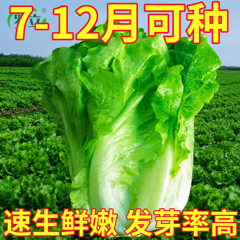 意大利生菜种子春季夏秋冬季阳台盆栽耐抽薹玻璃脆青菜种籽种孑