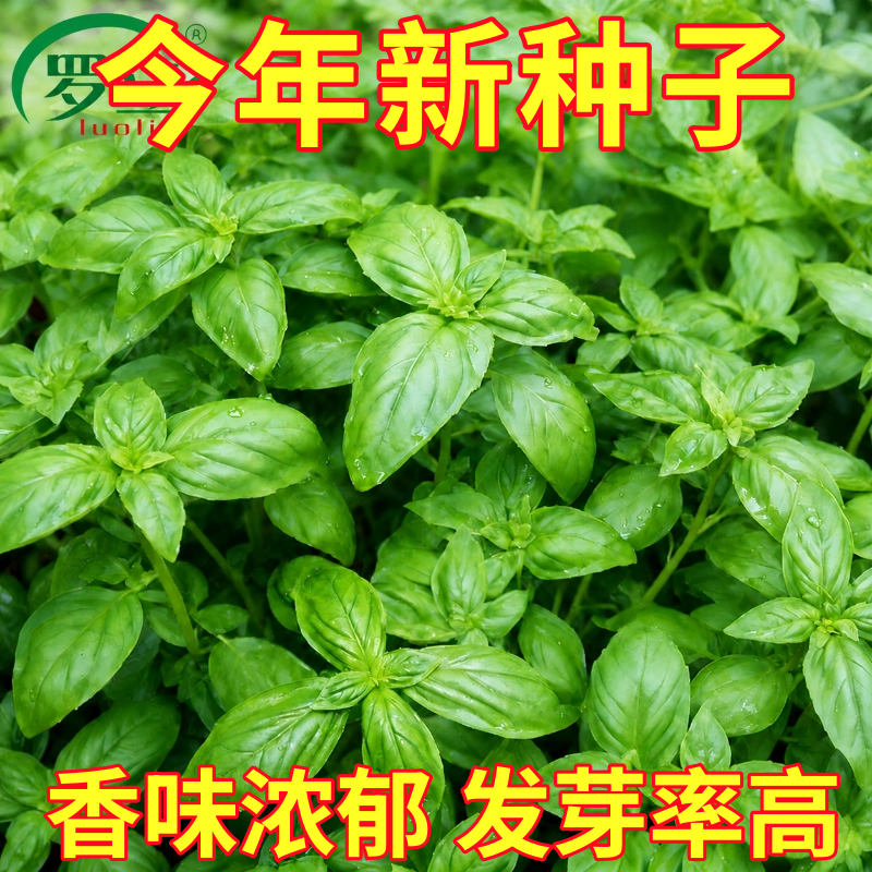 食用九层塔籽甜罗勒柠檬罗勒种子盆栽籽四季阳台薄荷罗勒叶种籽孑