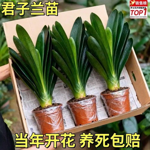 君子兰盆栽君子兰开花植物室内蝴蝶兰夏季常青好养花卉观花绿植