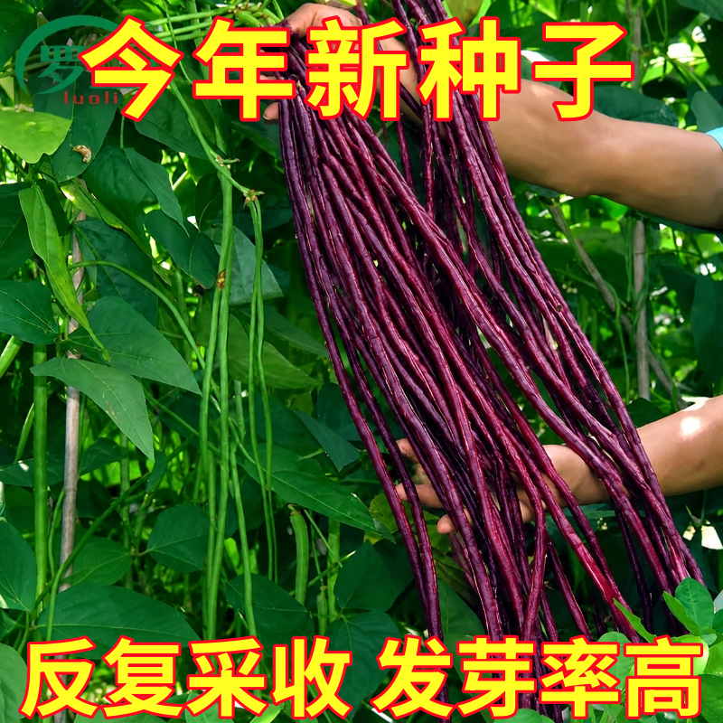 八月乌秋豆角种子搭架爬藤紫豇豆特长红豆角子四季庭院春秋种蔬菜