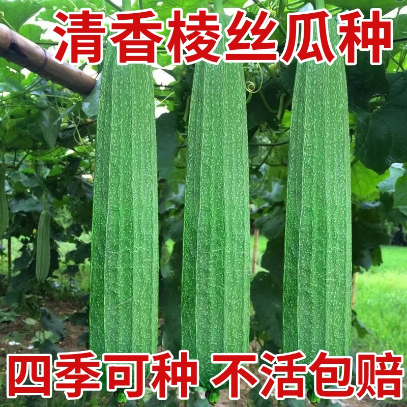 清香棱丝瓜种子八棱瓜种籽特长菱形春夏季爬藤瓜果蔬菜种孑菜籽种