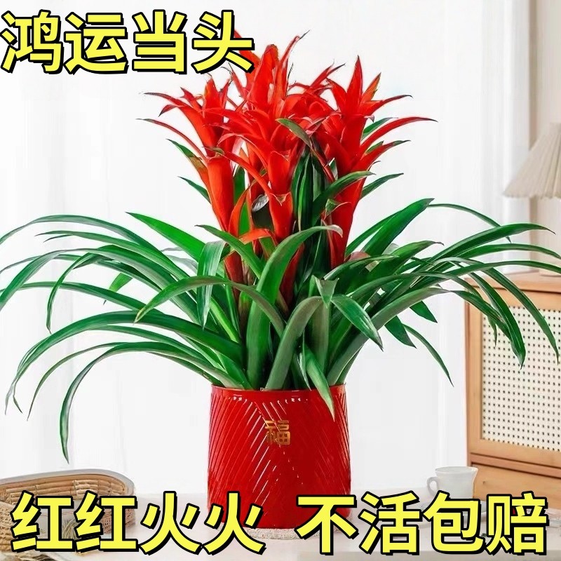 鸿运当头盆栽带花苞年宵花卉室内客厅植物办公室绿植开业喜庆花卉,鲜花速递/花卉仿真/绿植园艺,藤本/攀援植物,淘宝优惠券,粉丝福利购,淘宝优惠卷