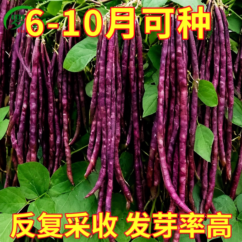 满地红无架豆种子春秋不搭架红豇豆种籽种四季豆角扁豆农家蔬菜孑