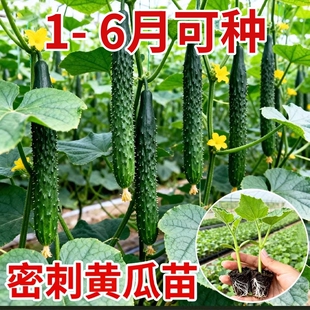 高产密刺大黄瓜秧苗油亮青瓜苗大全庭院阳台盆栽种植番茄苗辣椒苗