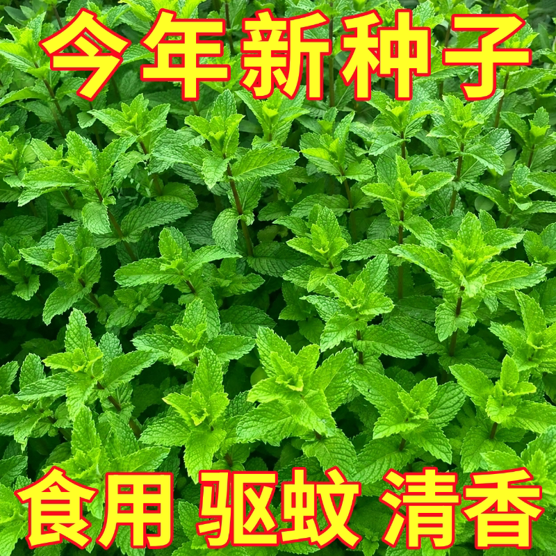 食用薄荷种子柠檬薄荷种子驱蚊花草植物种子四季阳台薄荷盆栽可食