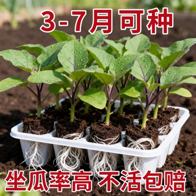茄子苗带土杭茄苗紫长茄苗黑长茄苗青茄苗烧烤茄苗圆茄苗四季蔬菜