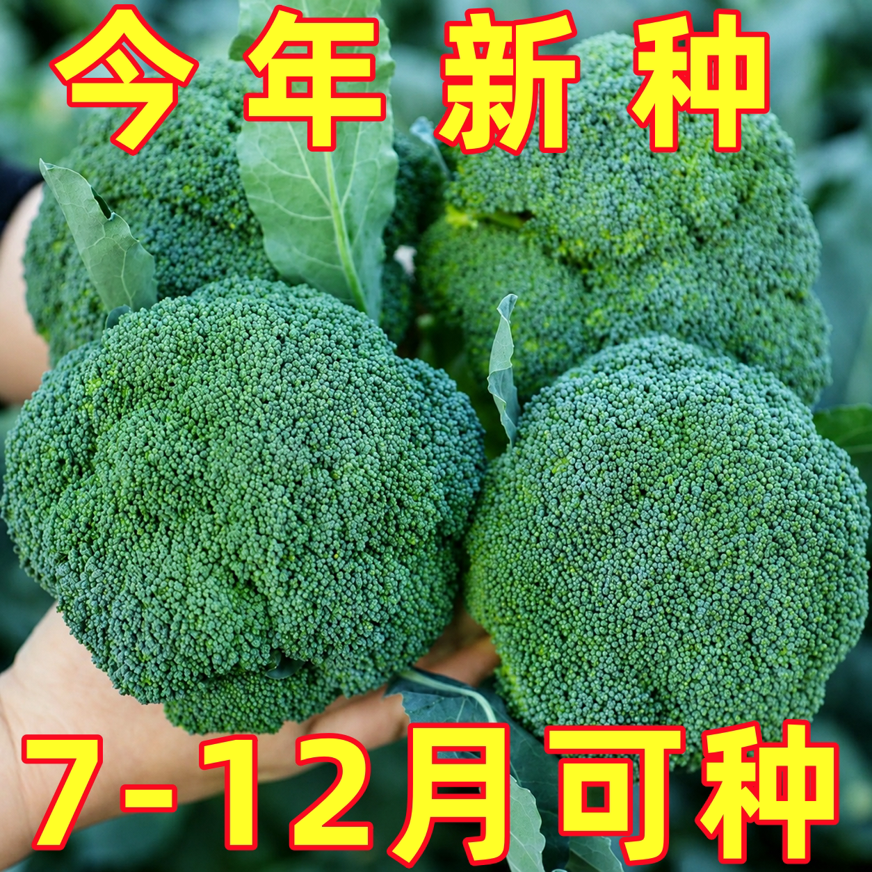 西兰花种籽西兰花种子西南青花菜种籽花籽孑西蓝花秋天秧苗菜种