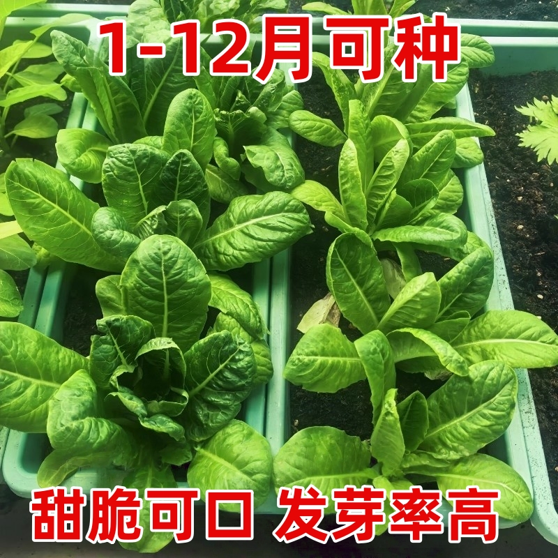 绿孔雀菜种子阳台盆栽小院种植高钙生菜沙拉种子蔬菜种籽四季播种