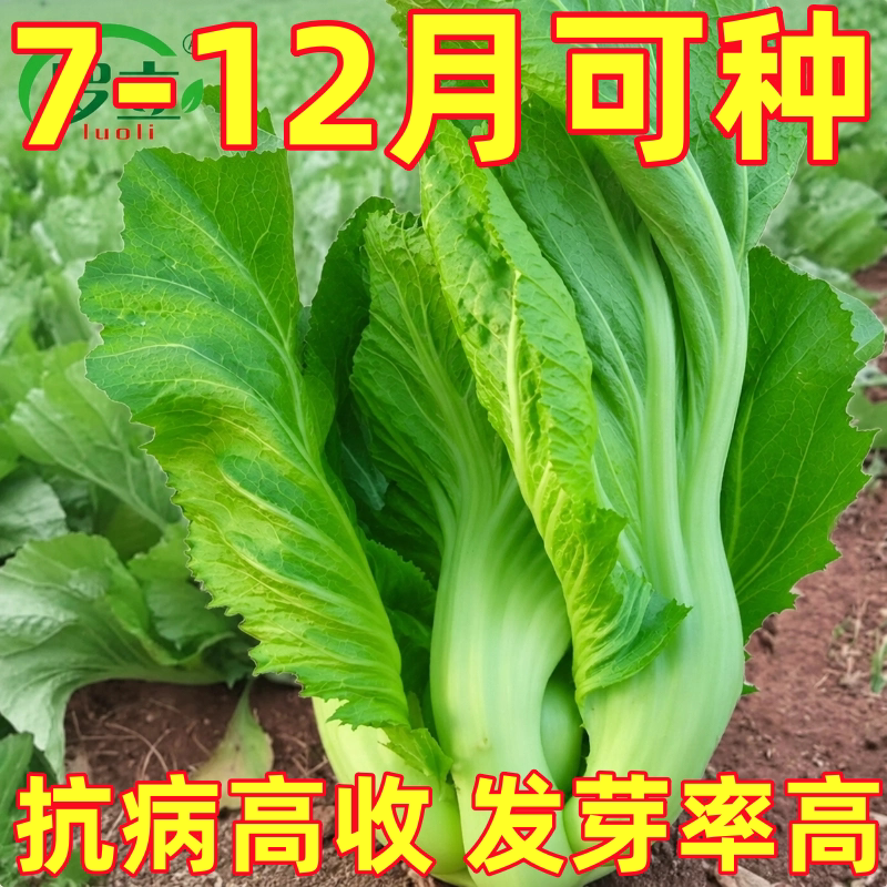 大肉甜芥菜种子高钙菜种籽包心芥菜种子广东特菜速生腌制酸菜春秋