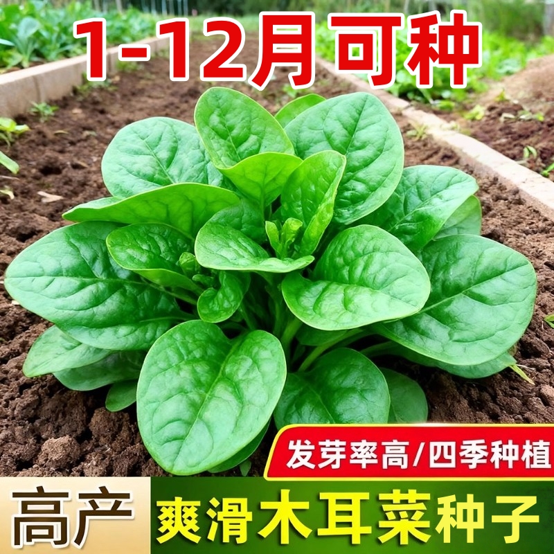 肥厚大叶木耳菜种子蔬菜种籽四季种孑夏季菜苗小青菜阳台盆栽菜种