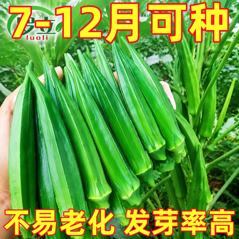 正宗秋葵种子水果黄秋葵高产红秋葵农家小院阳台盆栽蔬菜种子