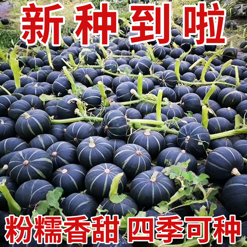 正宗贝贝南瓜种子苗秧苗软糯香甜板栗南瓜蜜本南瓜高产种苗蔬菜苗