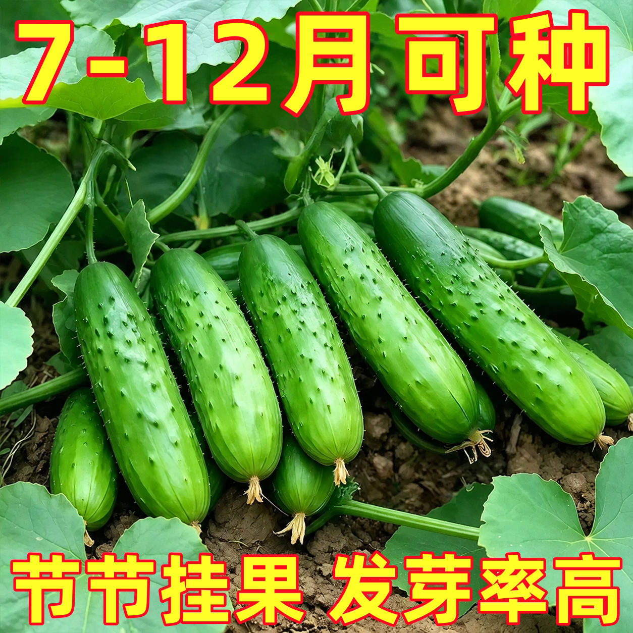 唐山秋黄瓜种子老品种秋黄瓜籽种水果玉女黄瓜阳台盆栽四季蔬菜籽