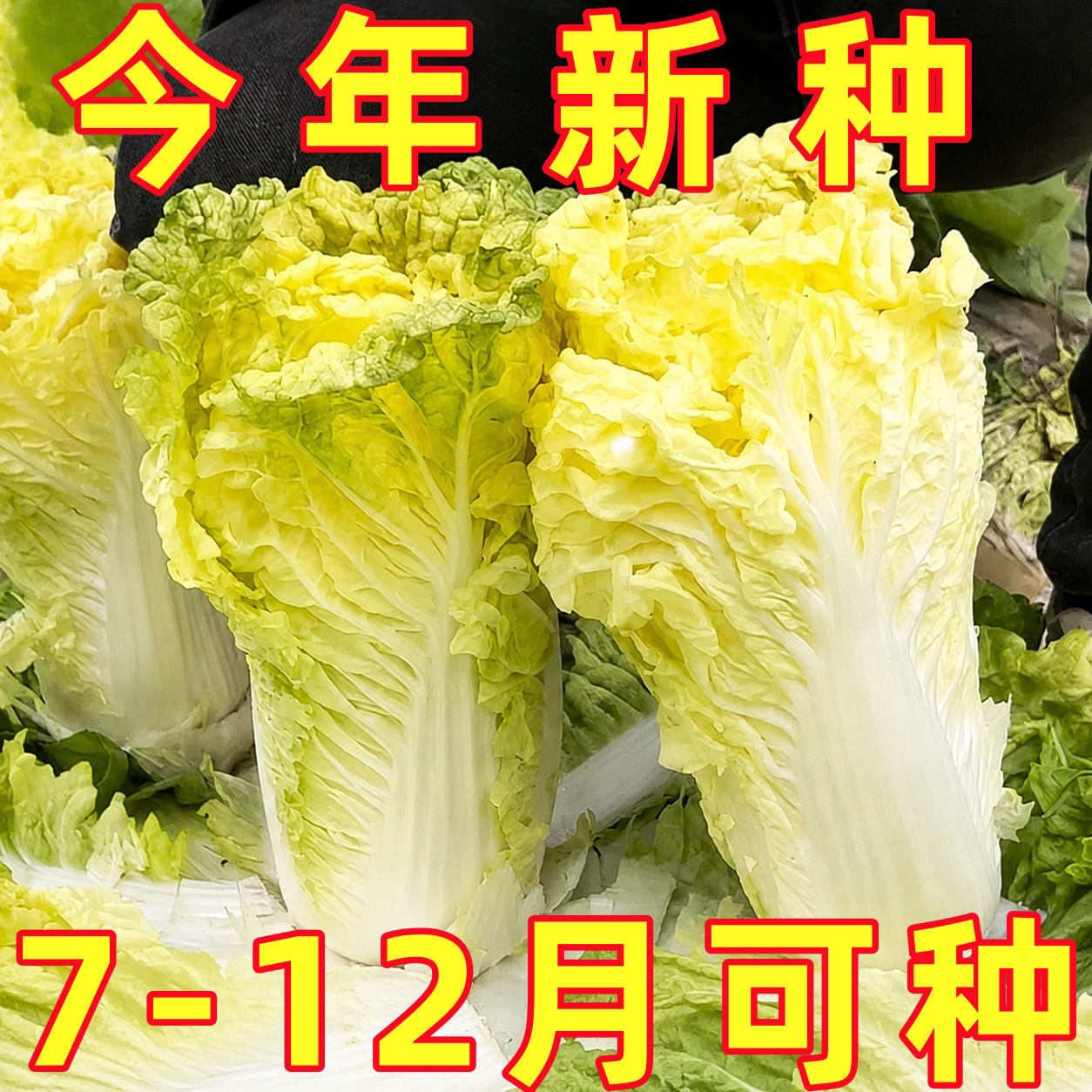 鸡蛋黄色大白菜种子种籽黄心黄芯种子青菜四季秋季孑大全旗舰店