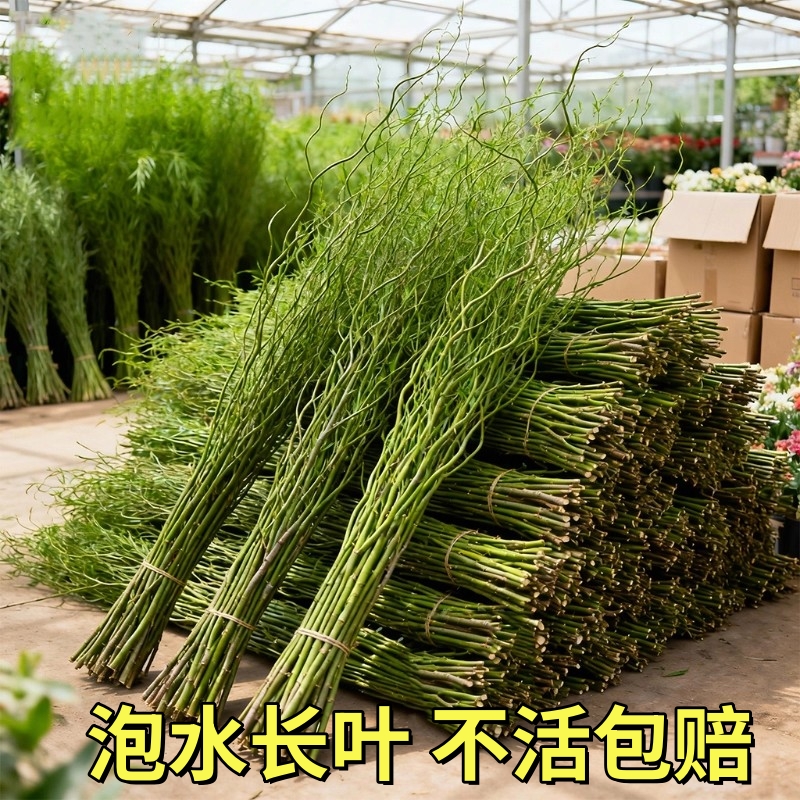 水培植物龙柳鲜枝切花水养侘寂风绿植南天竹雪柳干枝室内吊钟盆栽