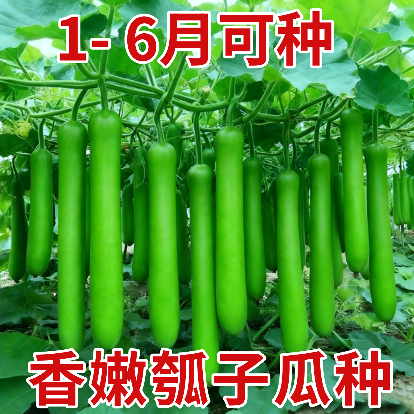 特嫩厚肉瓠瓜种子春夏秋四季蔬菜种子春季食用甜瓠子瓜种子秋季菜