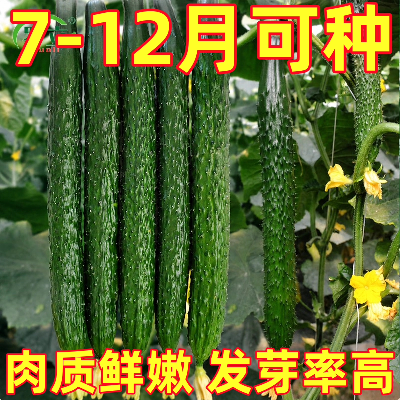 津研四号黄瓜种子青瓜刺黄瓜种籽子水果春秋四季阳台庭院蔬菜种子