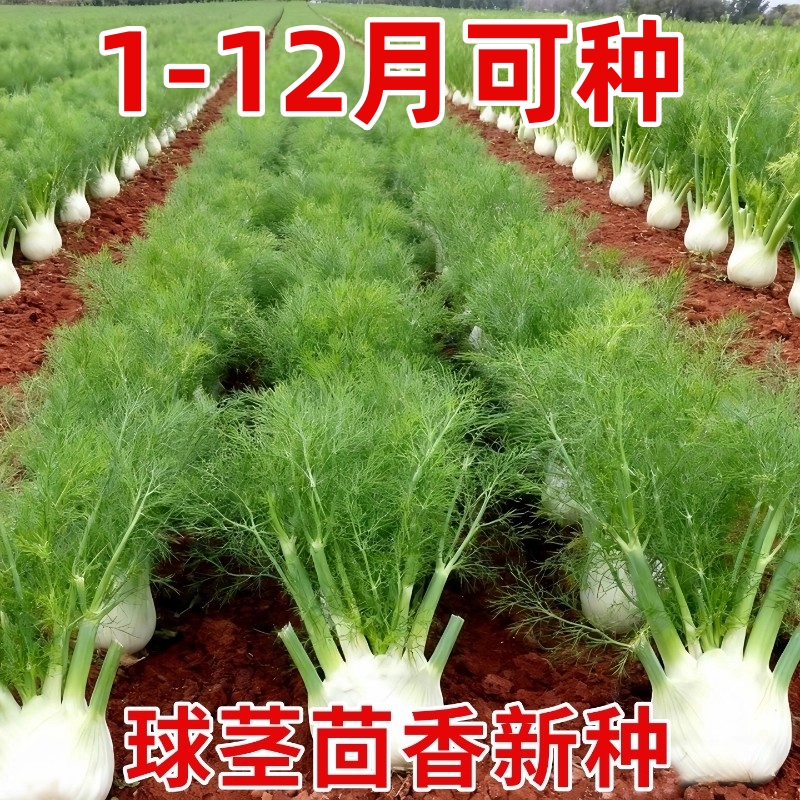 水果球茎茴香种子结球秧苗割茬小茴香籽阳台庭院四季播盆栽菜种子