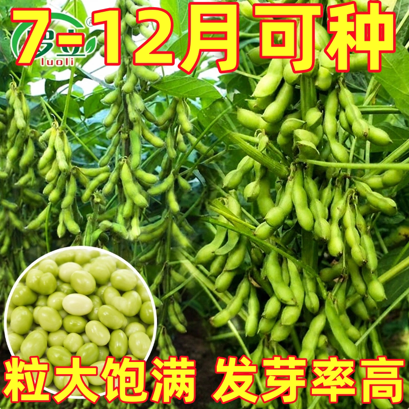 特早熟毛豆种籽粒大鲜食青豆黄豆毛豆种子四季夏季蔬菜种子孑大全
