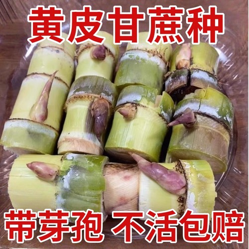 广西黑皮黄皮黄金水果甘蔗薄皮种植种苗高产新鲜正宗南北种子可种