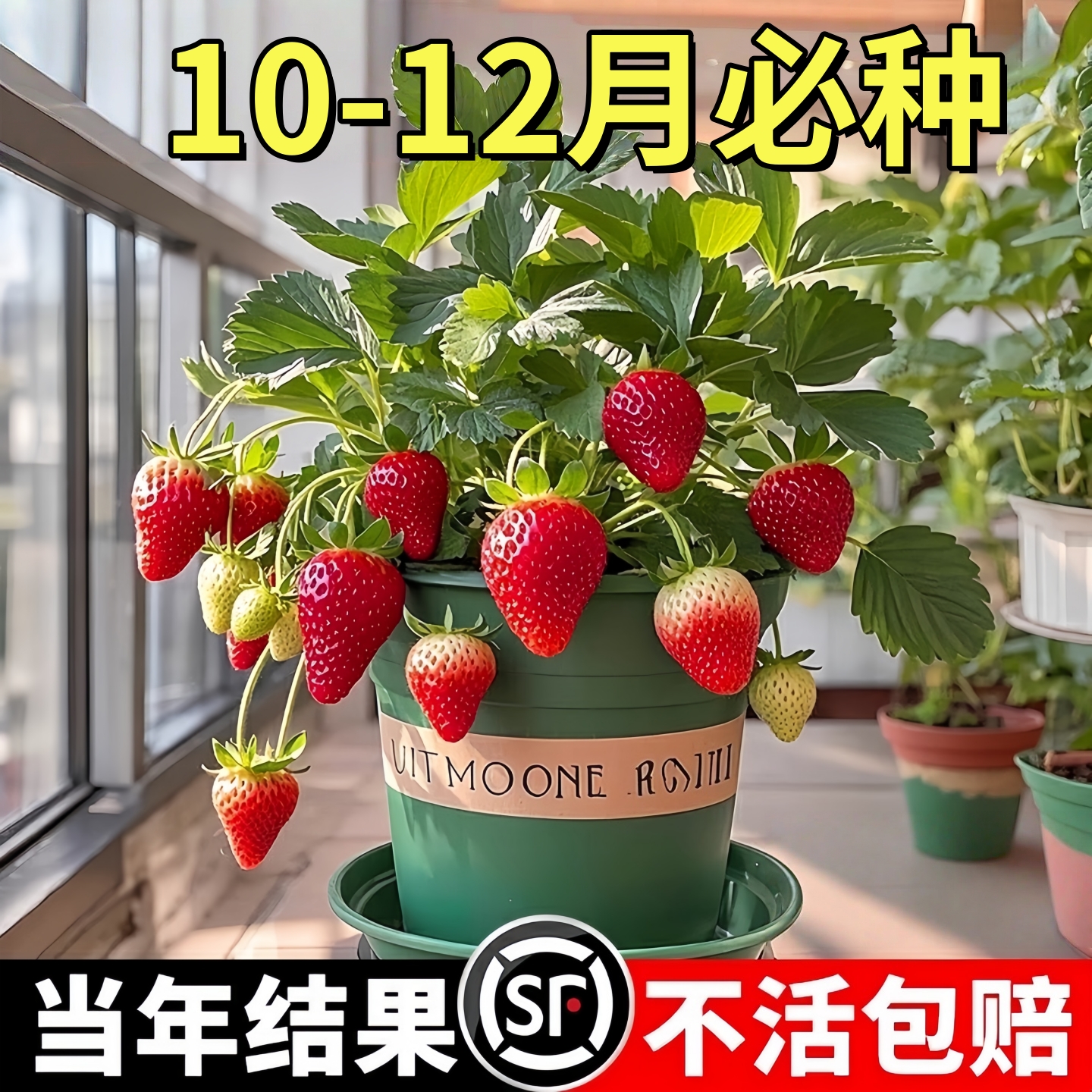 奶油草莓苗盆栽冬季红色草莓籽子红颜四季结果阳台种植新秧果苗