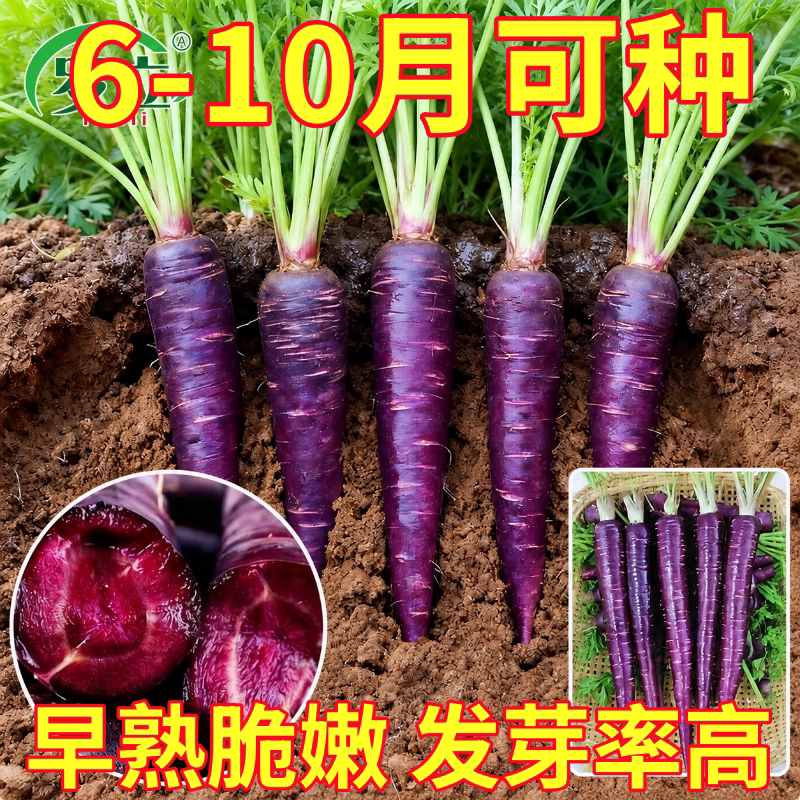 紫参胡萝卜种子萝卜籽庭院田园蔬菜种子阳台种菜盆栽蔬果水果种子