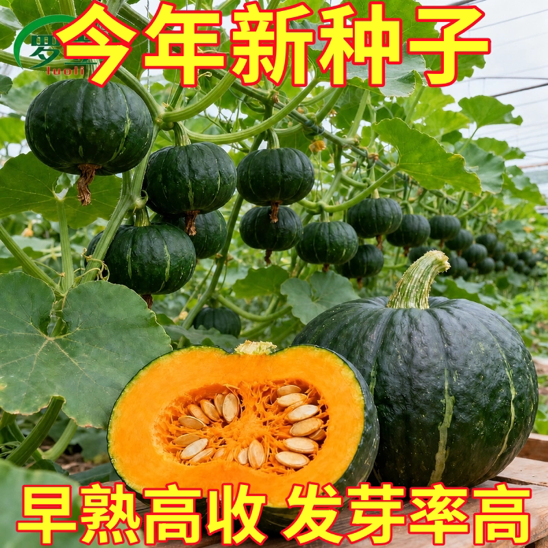 迷你贝贝南瓜种子正宗高产四季早熟甜糯绿贝贝小南瓜板栗味蔬菜籽