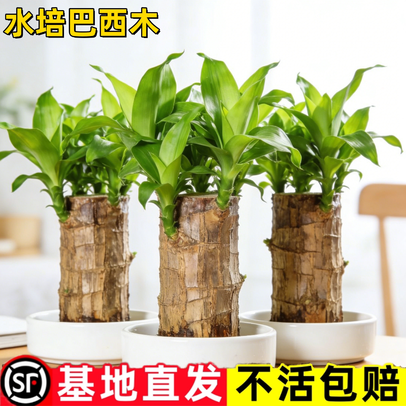 巴西木盆栽水培幸运木开花卉带芽办公室内绿植物适合懒人养的四季