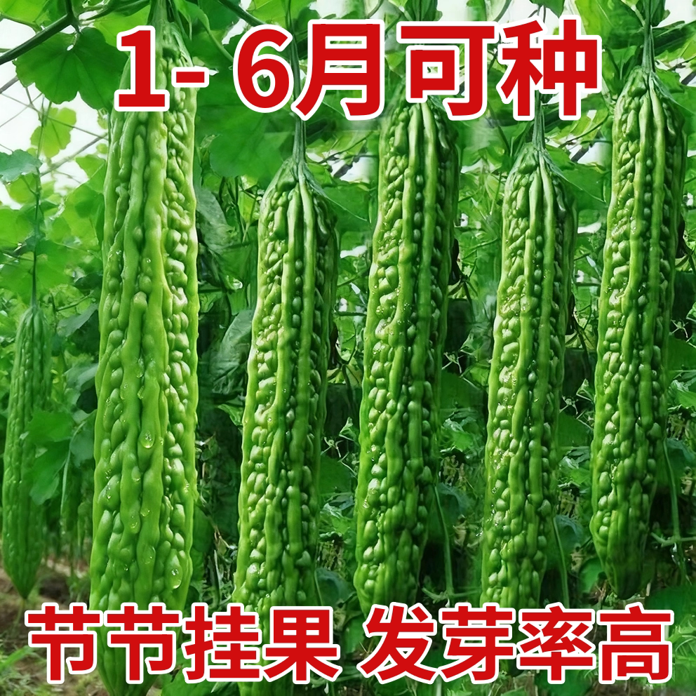 脆嫩长绿苦瓜种子青皮苦瓜特长庭院爬藤翠绿肉厚春季蔬菜种籽绿色
