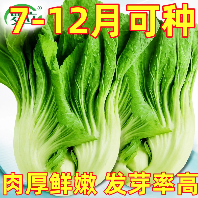 四季大肉包心芥菜种籽腌制酸菜大芥菜种子高产早熟阳台盆栽蔬菜种