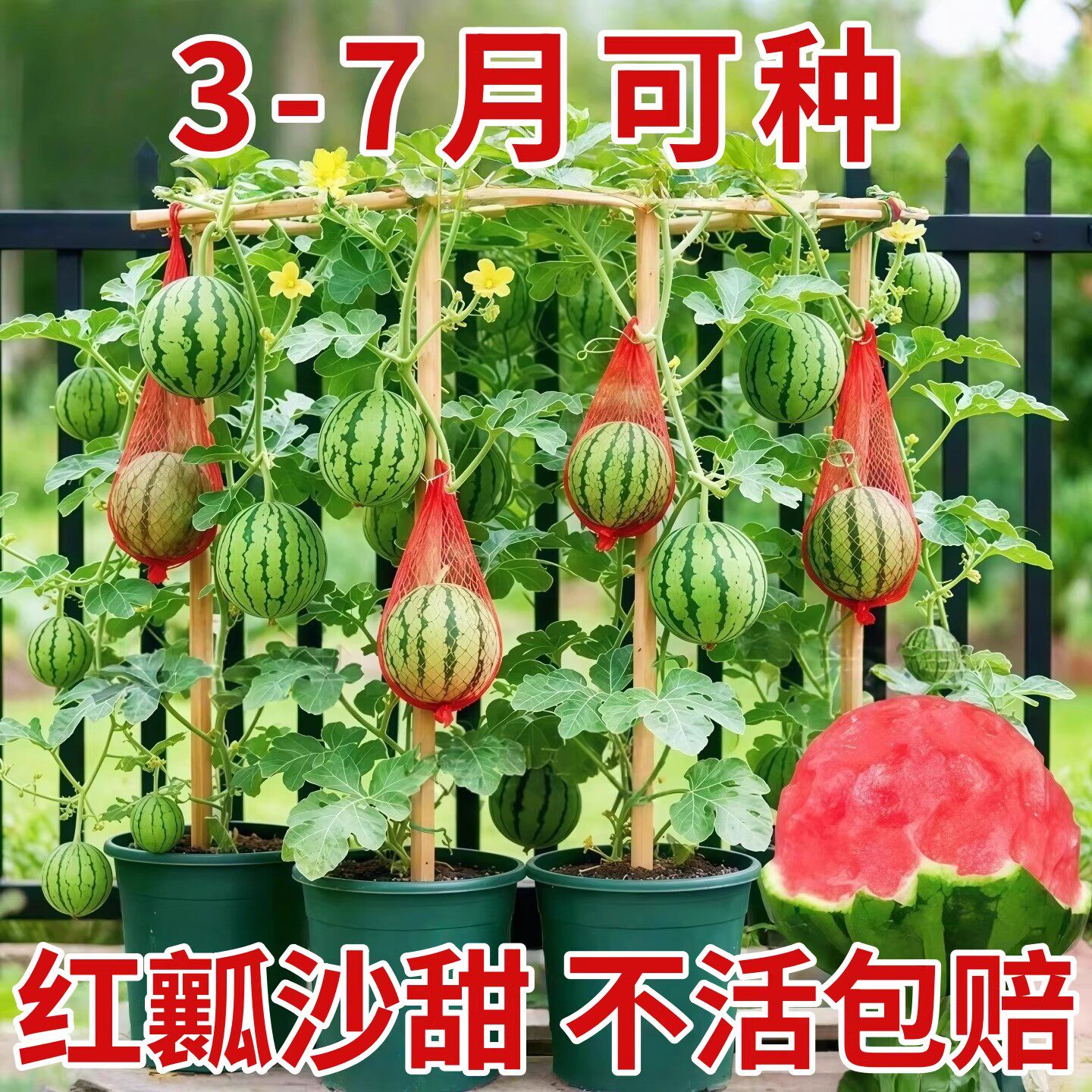 新品2K小西瓜种子薄皮少籽四季播