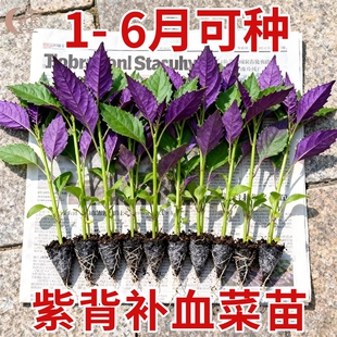 紫背菜苗带根紫背天葵四季种子白血皮菜蔬菜观音菜苗新鲜包邮