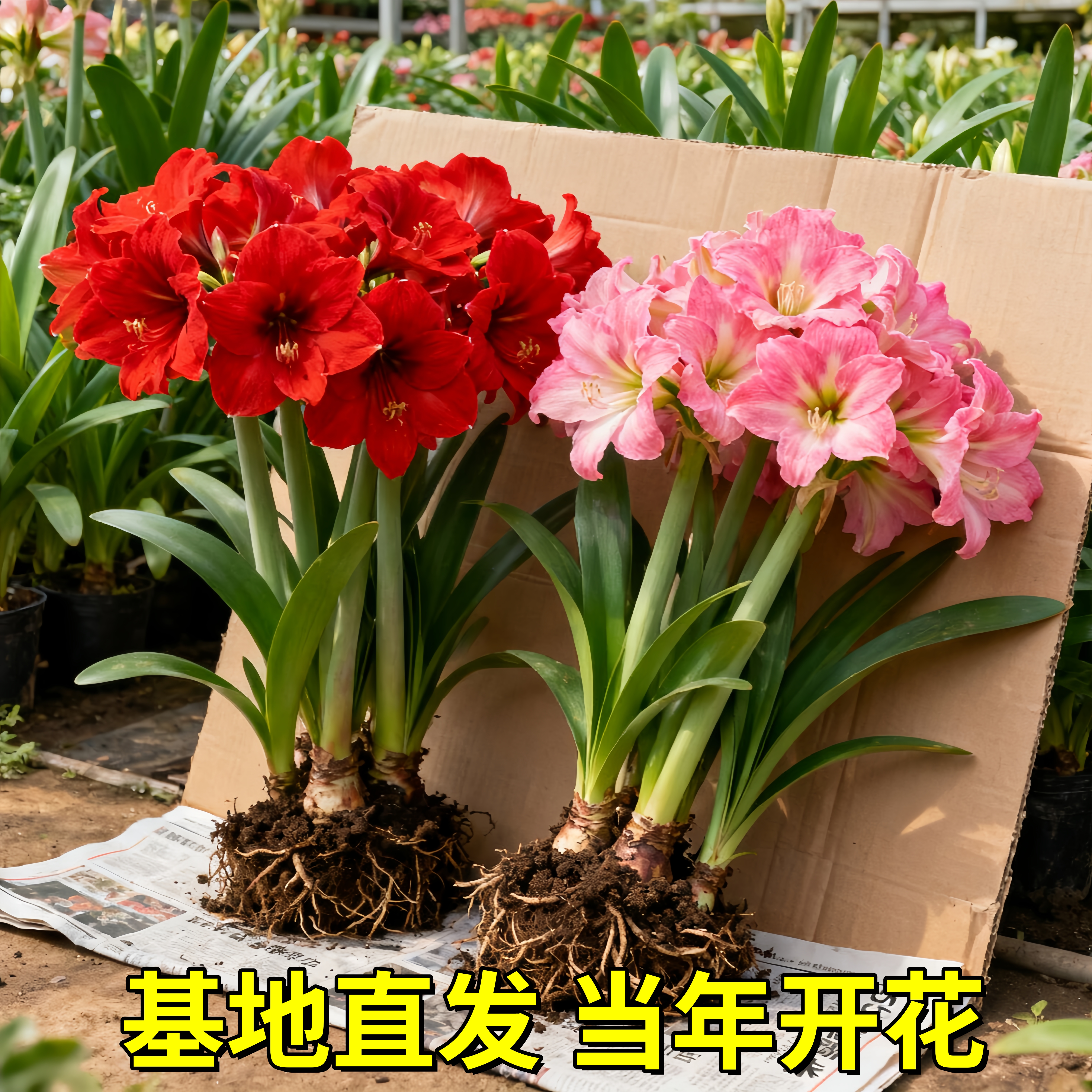 重瓣朱顶红种球鬼魅球根四季阳台庭院室内喜欢开花易活盆栽花植物