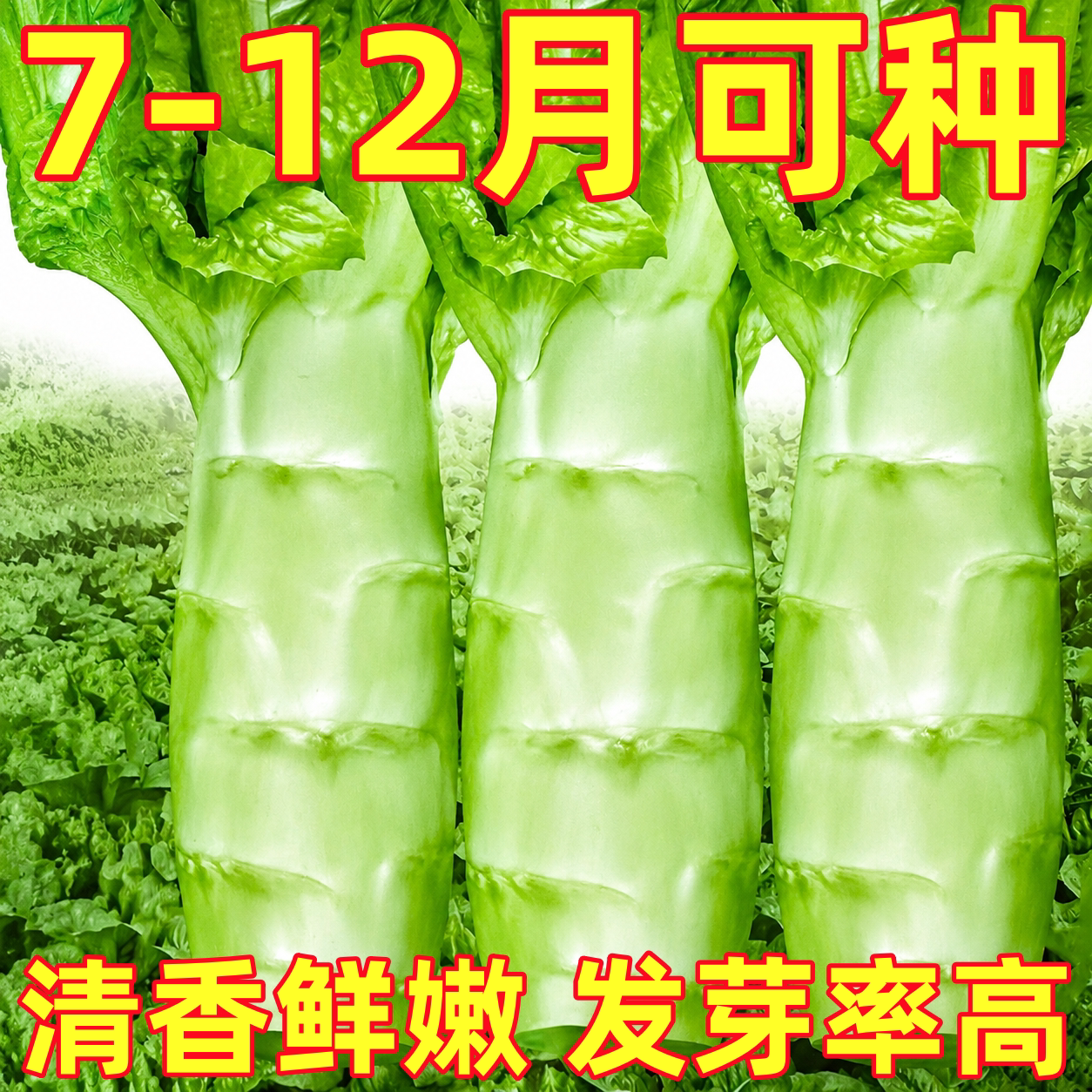 四川罗汉莴笋种子莴苣种籽秋四季圆叶莴笋种籽耐热农家蔬菜种孑