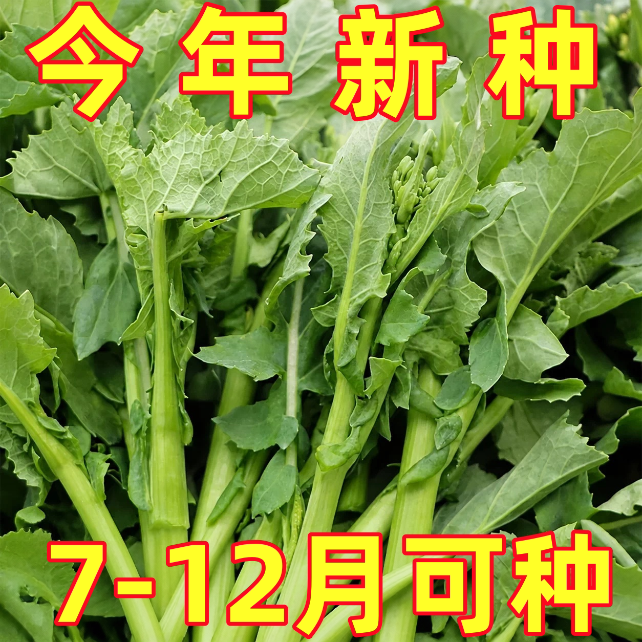 板蓝根青菜种子菜苔菜籽松油1号四季播种早熟农家阳台盆栽蔬菜种