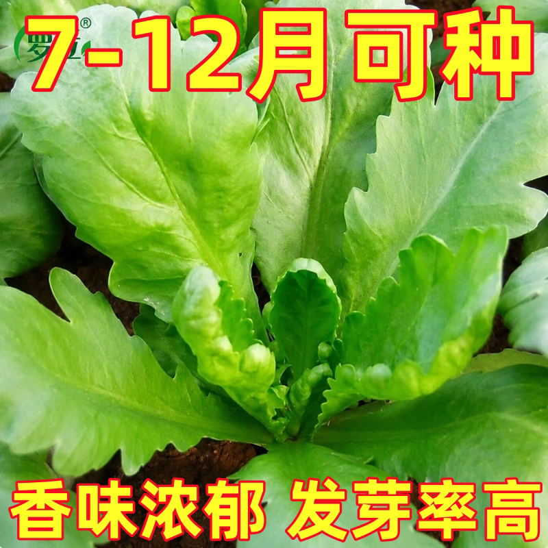 大叶茼蒿种籽皇帝菜种孑四季阳台蔬菜种植小叶茼蒿菜种籽菜种子