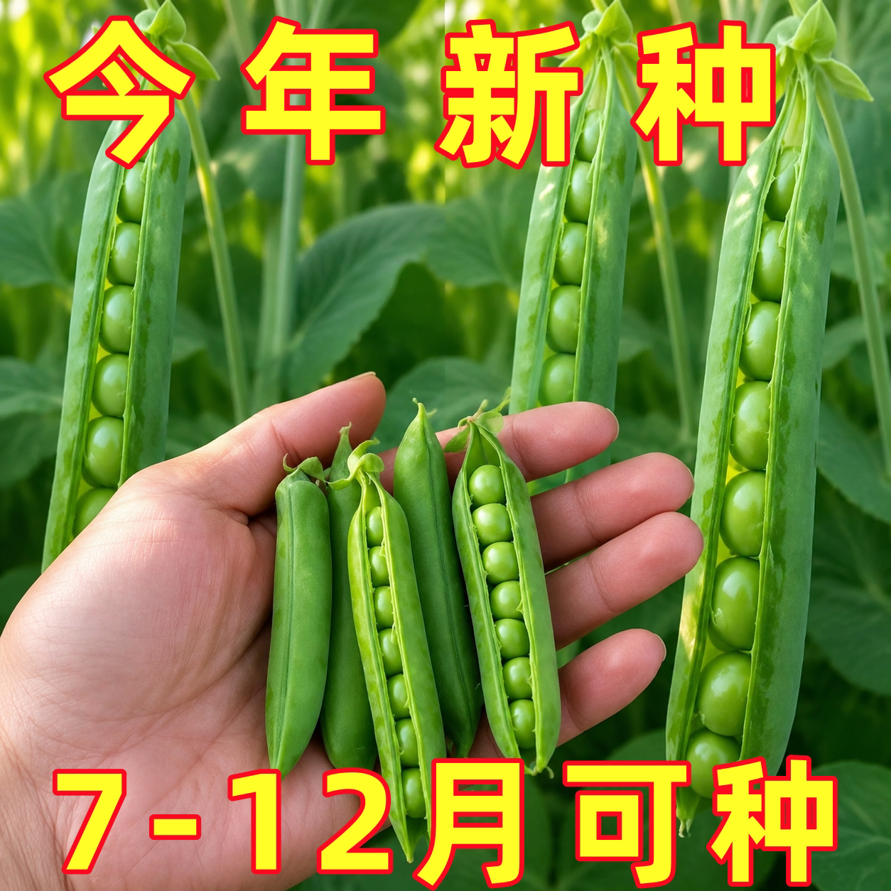甜脆豌豆种子种籽青碗豆种青豆高产庭院农家四季秋冬季孑豌豆种