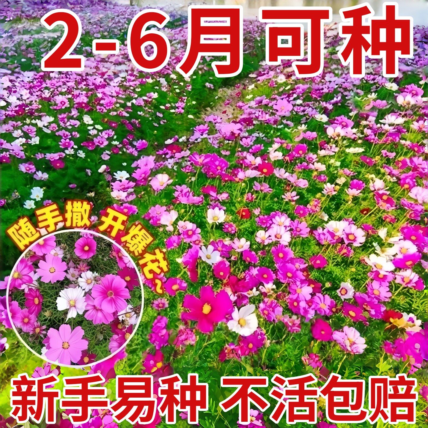 格桑花播种季节波斯菊庭院花卉混色矮杆野花组合易种易活种子籽孑