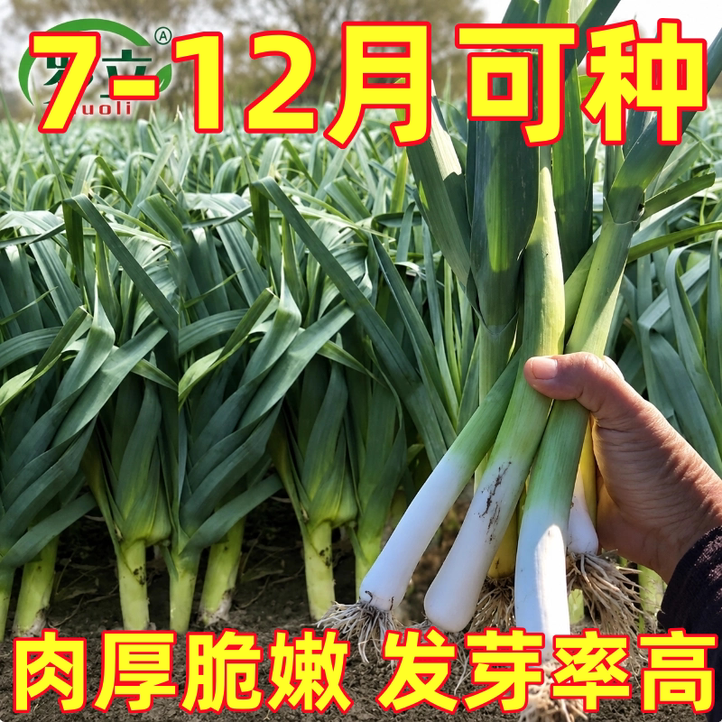 四季宽叶蒜苗种子专吃苗不长蒜种子连续采收阳台农家大田蔬菜种籽