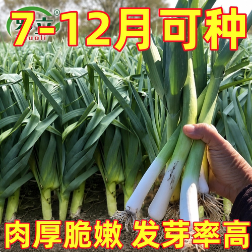 四季宽叶蒜苗种子专吃苗不长蒜种子连续采收阳台农家大田蔬菜种籽