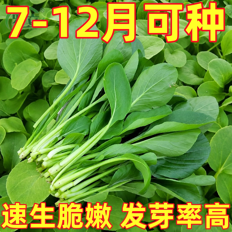 鸡毛菜种子种籽四季小白菜青菜油菜上海青蔬菜菜籽菜种孑大全籽种