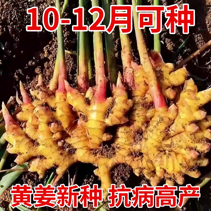 云南小黄姜种籽姜苗种老姜种芽生姜种子农家带芽孢种苗黄姜芽球孑