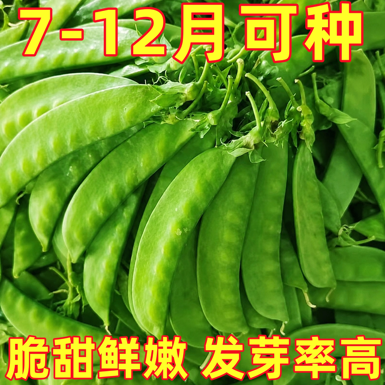 荷兰豆种籽种子豌豆苗四季甜蔬菜豌豆种籽孑籽种莱蚕豆菜籽尖碗豆