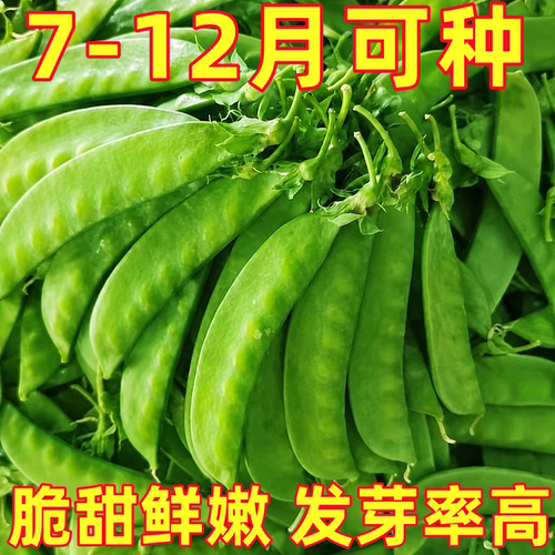 荷兰豆种籽种子豌豆苗四季甜蔬菜豌豆种籽孑籽种莱蚕豆菜籽尖碗豆
