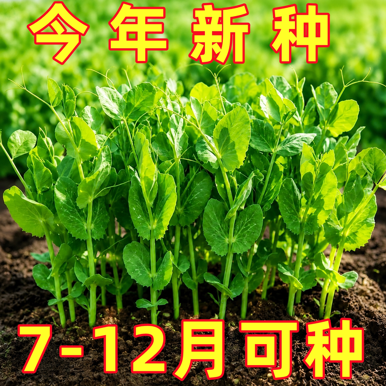 豌豆苗种子豌豆尖豌豆种籽尖芽苗菜种子碗豆吃苗四季播蔬菜种子孑
