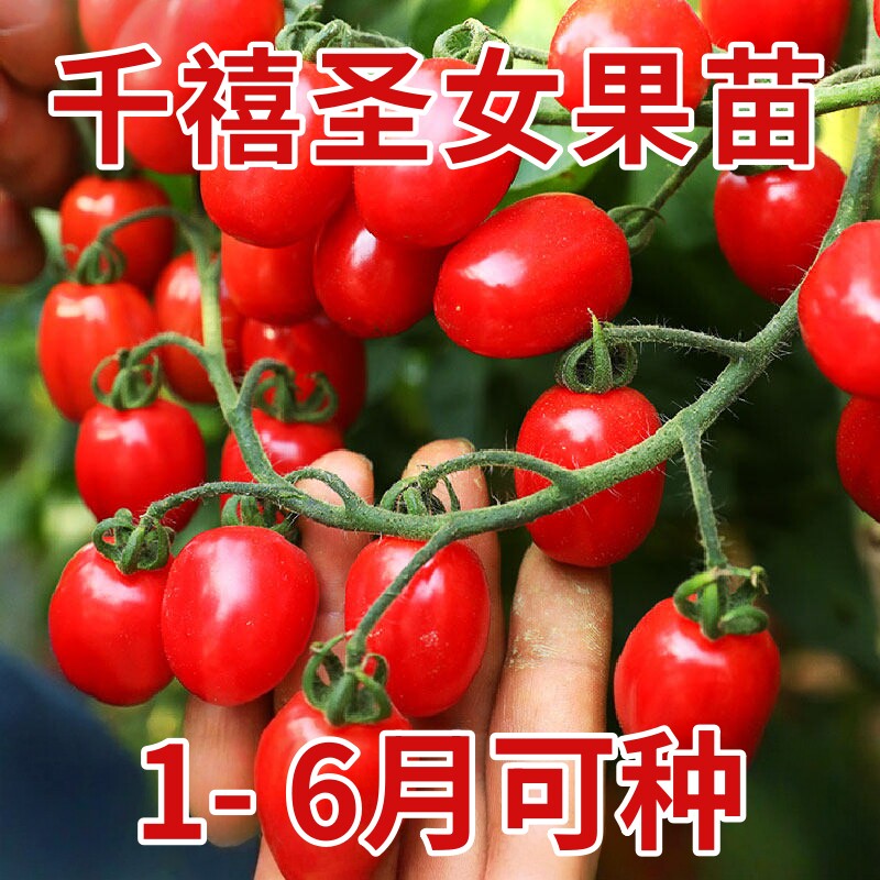 千禧圣女果苗秧瀑布小番茄苗樱桃西红柿苗矮生黄色四季盆栽蔬菜苗