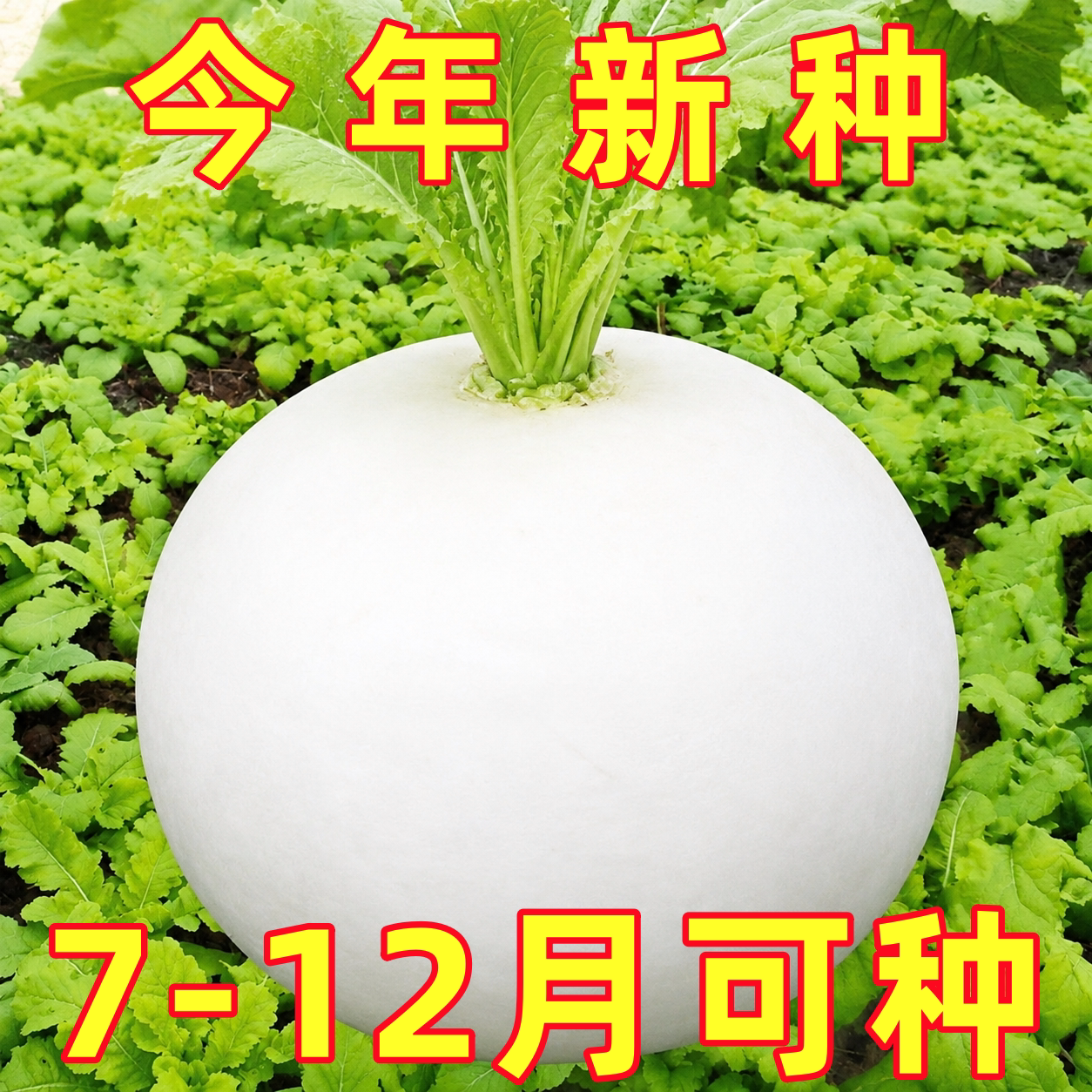 春不老萝卜种子大圆白萝卜秋季高产抗病超甜水果萝卜蔬菜种子孑